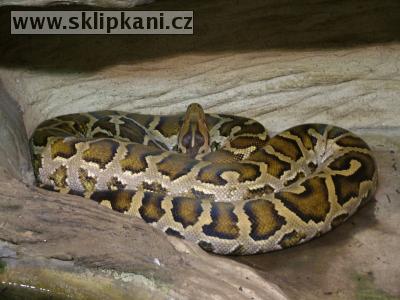 Python_molurus_molurus